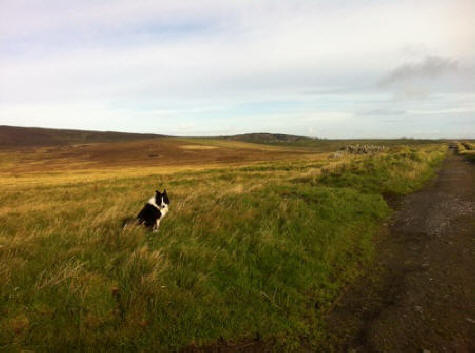 Tess on Staney Hill where hid for months