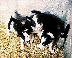 Pups in Pen.JPG (22913 bytes)