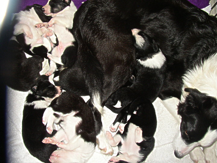 pup2