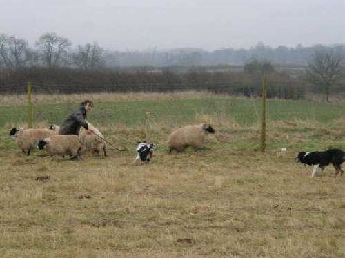 Team work - shedding