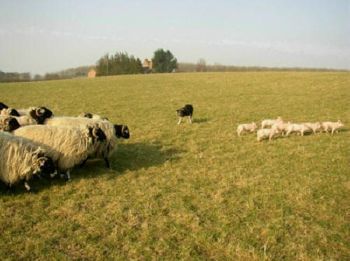 Herding piglets