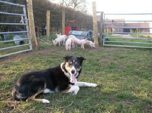 Herding piglets