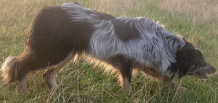 Rough coated Full Merle